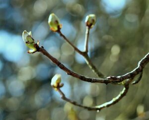 buds, shoots