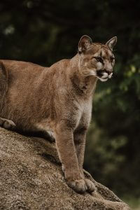 puma mountain lion